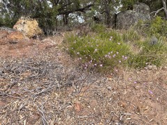 Dichopogon capillipes