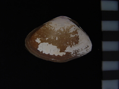 Iphigenia brasiliensis