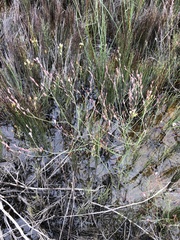 Limonium anthericoides