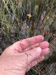 Limonium anthericoides