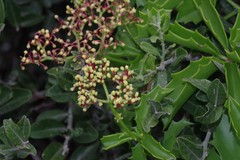 Cyphostemma quinatum