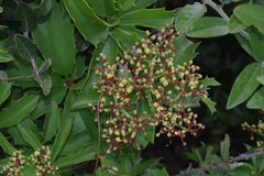 Cyphostemma quinatum