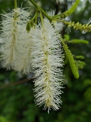 Mimosa caesalpiniifolia
