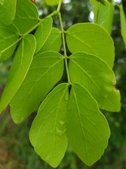 Mimosa caesalpiniifolia