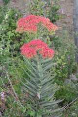 Crassula perfoliata