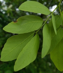 Mimosa caesalpiniifolia