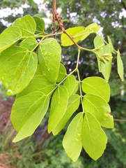 Mimosa caesalpiniifolia