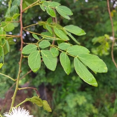 Mimosa caesalpiniifolia