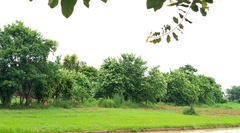 Mimosa caesalpiniifolia