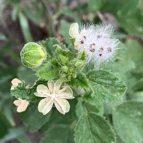 Tiny White Wild Hibiscus