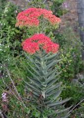 Crassula perfoliata