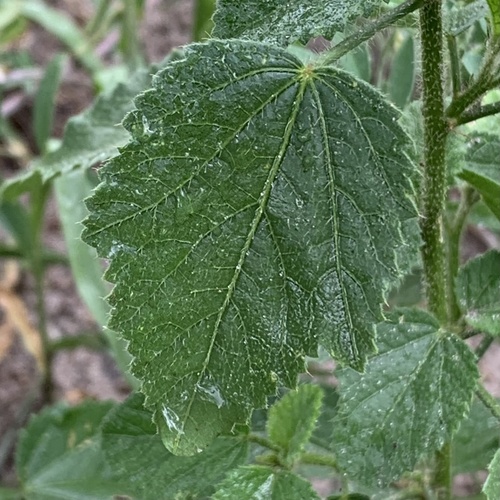Tiny White Wild Hibiscus