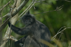 Trachypithecus selangorensis