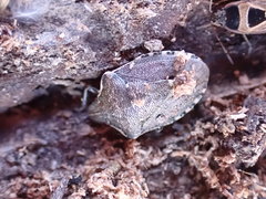 Holcostethus albipes