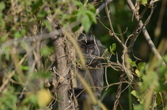 Trachypithecus selangorensis