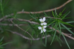 Heliophila macrosperma