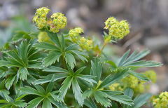 Alchemilla sericea