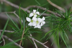Heliophila macrosperma