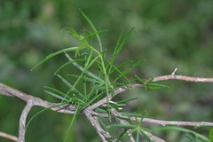 Heliophila macrosperma