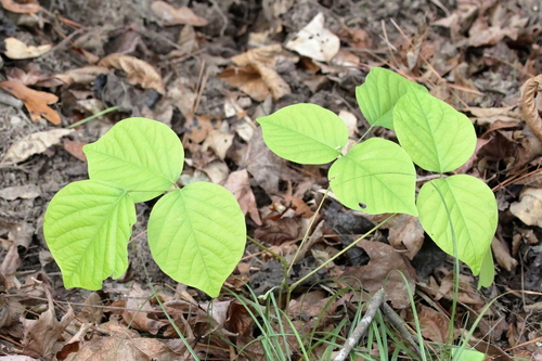 Image of Lackeya multiflora by (c) Lauren McLaurin, some rights reserved (CC BY)