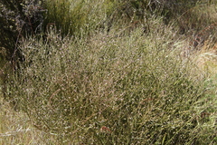 Muraltia spinosa
