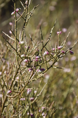Muraltia spinosa
