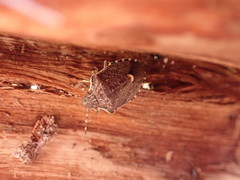 Holcostethus albipes