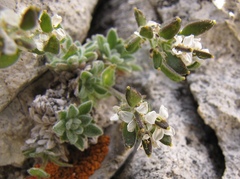 Draba tomentosa