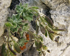 Draba tomentosa