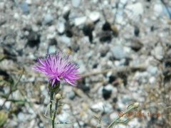 Centaurea odessana