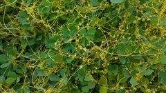 Cuscuta campestris