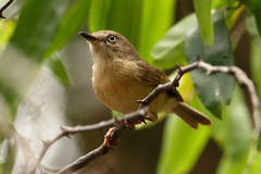 Newtonia brunneicauda