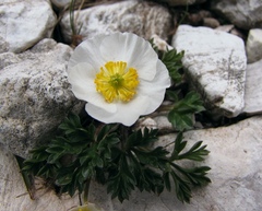 Ranunculus seguieri seguieri