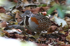 Turnix nigricollis
