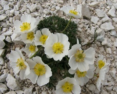 Ranunculus seguieri seguieri