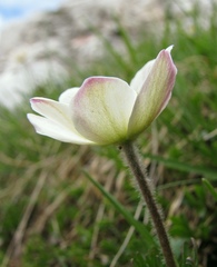 Anemonoides baldensis