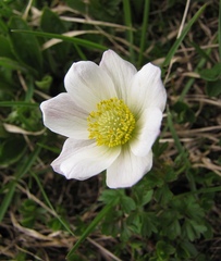 Anemonoides baldensis