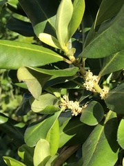 Myrsine cubana