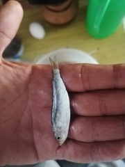 Mugil curema