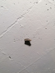 Meganola brunellus