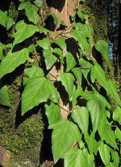 Hedera colchica