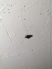 Meganola brunellus