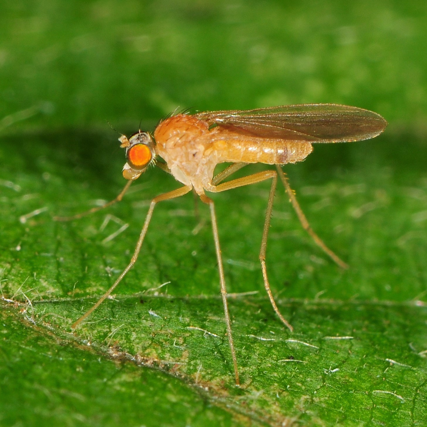 Coffee and long-legged flies, Dolichopodidae — Bug of the Week