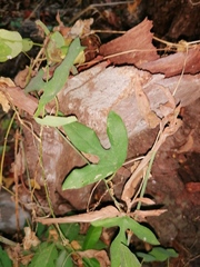 Passiflora viridiflora