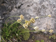 Sesleria sphaerocephala