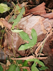 Passiflora viridiflora
