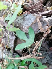 Passiflora viridiflora