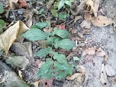 Aristolochia nelsonii