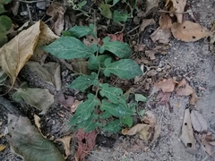 Aristolochia nelsonii
