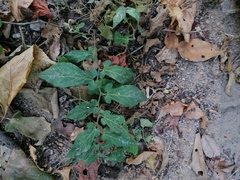 Aristolochia nelsonii